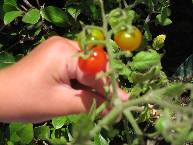 Our first cherry tomatoes