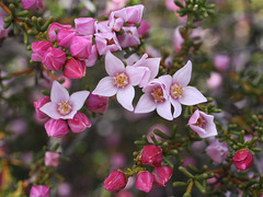Boronia inornata, Pinkawillinie CP