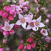 Boronia inornata, Pinkawillinie CP