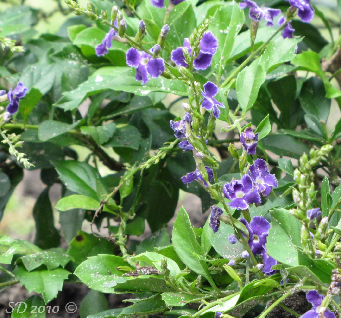 No, haven't told her my name yet ..Day 11- but Duranta repens from two Friends!