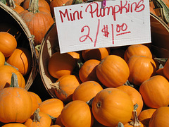 Mini Pumpkins 2 for $1