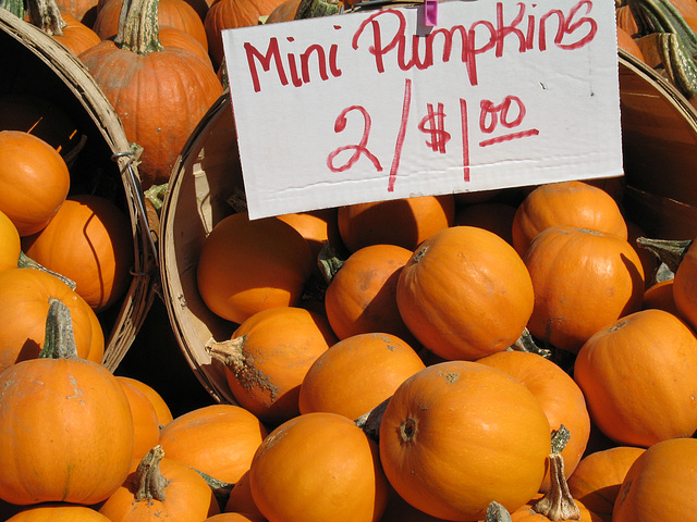 Mini Pumpkins 2 for $1