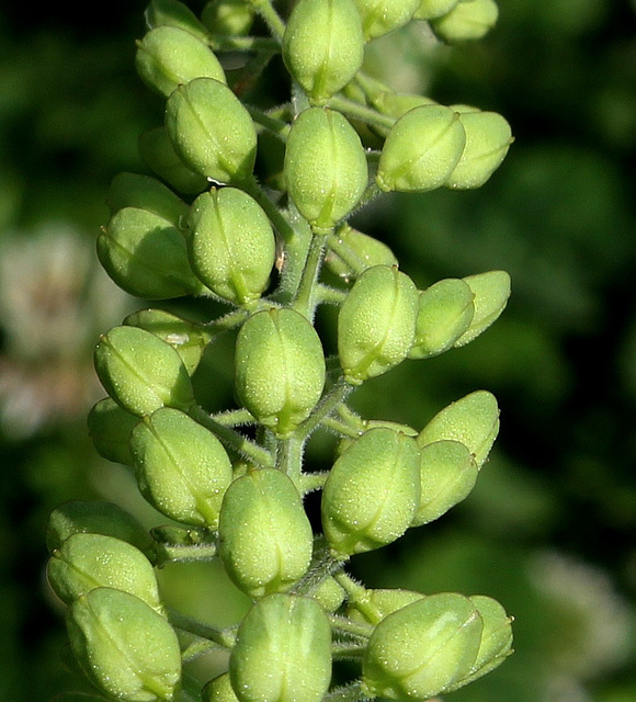 Lepidium campestre (2)