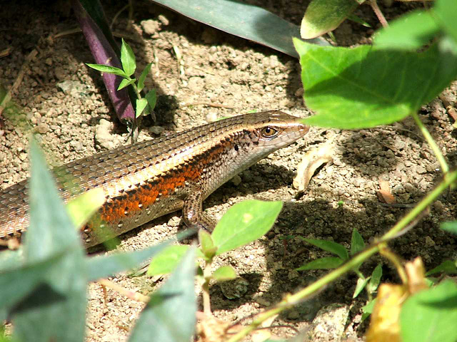 Ko Samui