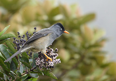 bulbul de la Réunion-merle pays DSC05553a