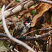 bulbul orphée-merle Maurice DSC07510 (Copier)