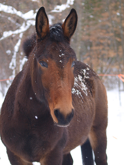 snow covered