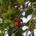 foudi de Madagascar - cardinal DSC07505 (Copier)