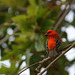 foudi de Madagascar - cardinal DSC07505a (Copier)