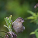 foudi de Madagascar - cardinal DSC07699a (Copier)