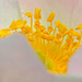 Fleur d'églantier