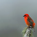 foudi de Madagascar - cardinal DSC07948a (Copier)