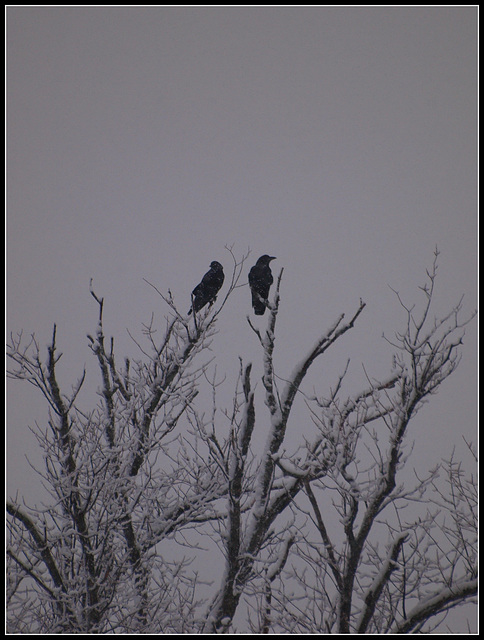 Waiting out the storm~better with a friend beside you.