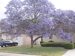 Jacaranda