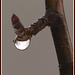 forest reflections in a raindrop