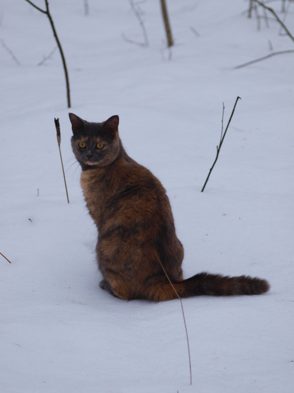 snow cat