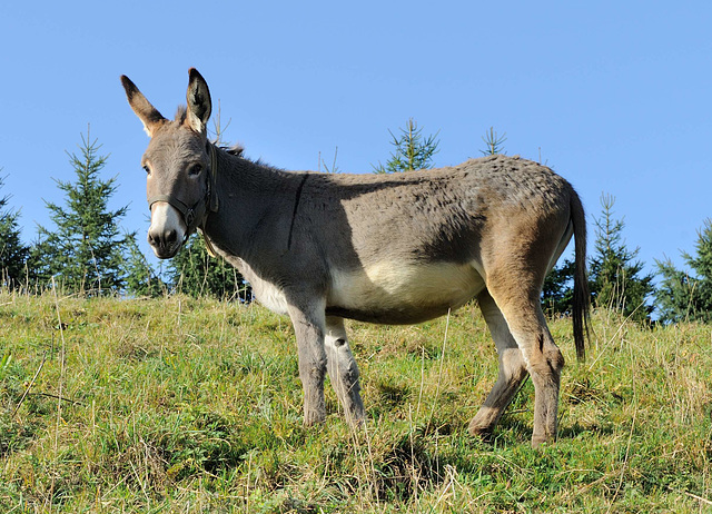 Un bourricot dans le pré