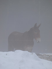 Mister in the mist