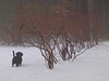 guarding the blueberry bushes