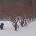 guarding the blueberry bushes