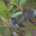 oiseau-lunettes gris - Z'oiseau blanc DSC07906a (Copier)