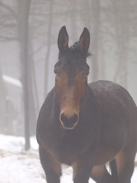 supermodel mule!