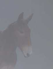 Mister - headshot in fog