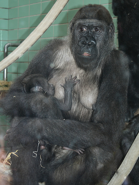 Mutasi mit Baby Mawenzi (Wilhelma)