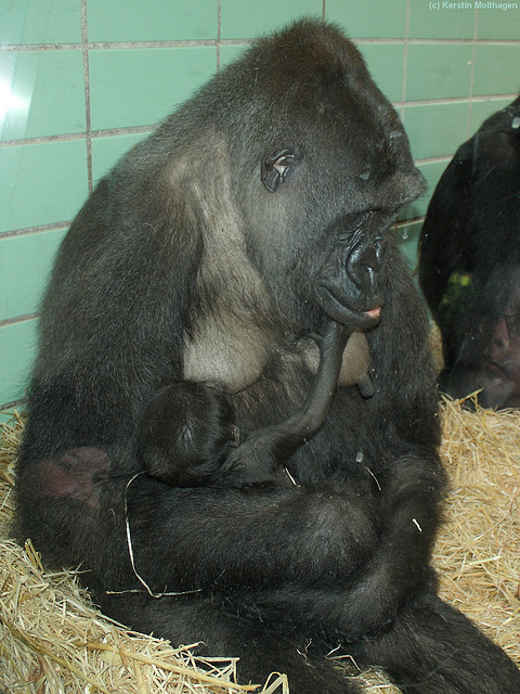 Mutasi mit Baby Mawenzi (Wilhelma)