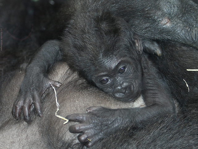 Baby Mawenzi (Wilhelma)