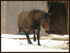 moth eaten mule