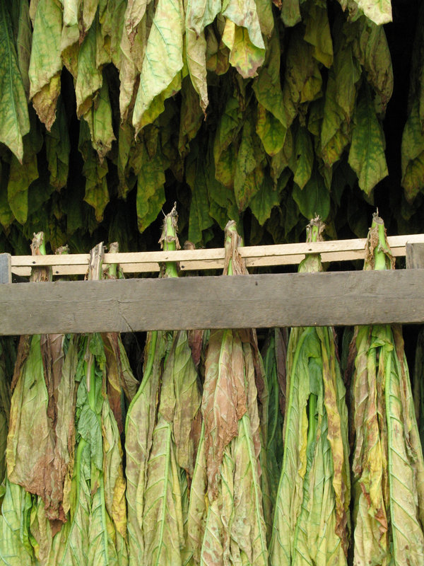 Tobacco Drying #1