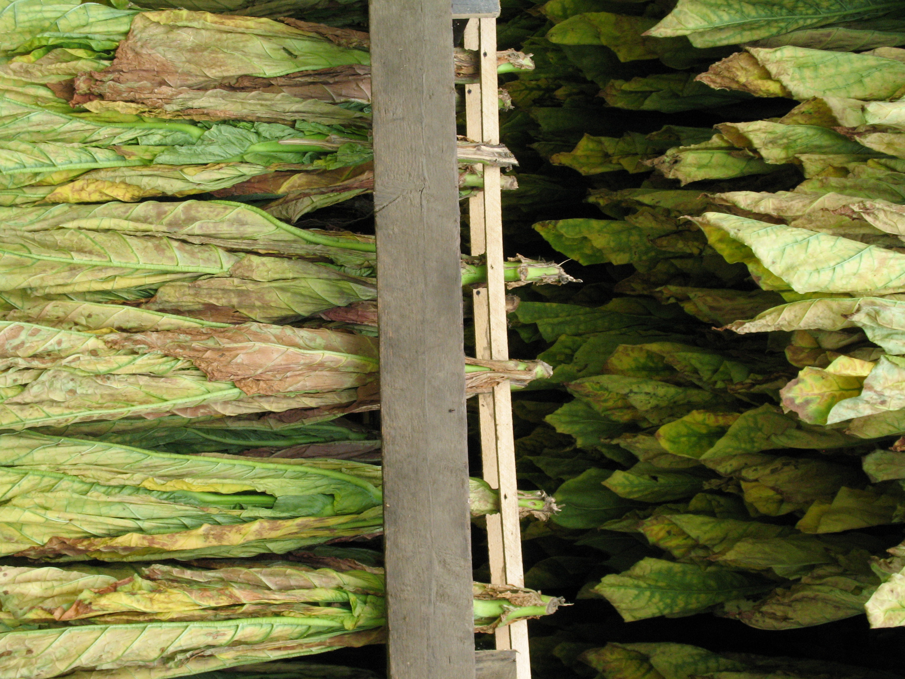 Tobacco Drying #1