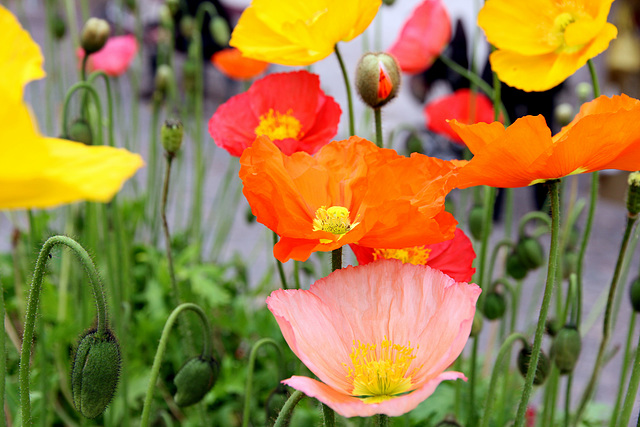 Farbtupfer Mohn