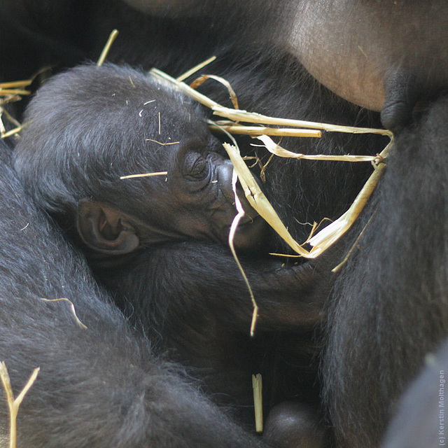 Gorillababy Mawenzi (Wilhelma)