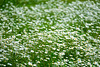A sea of daisies........