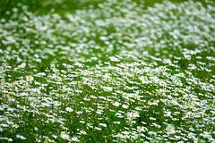 A sea of daisies........