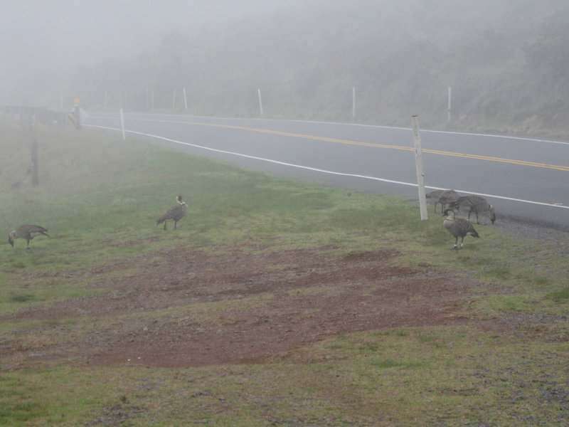 Nenes, Haleakala