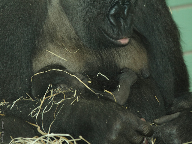 Gorillanachwuchs! :-) (Wilhelma)