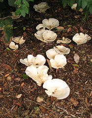 Mushrooms #1