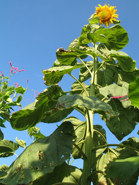 Giant Sunflower