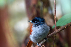 Terpsiphone de Bourbon-Z'oiseau-la-vierge DSC07488a