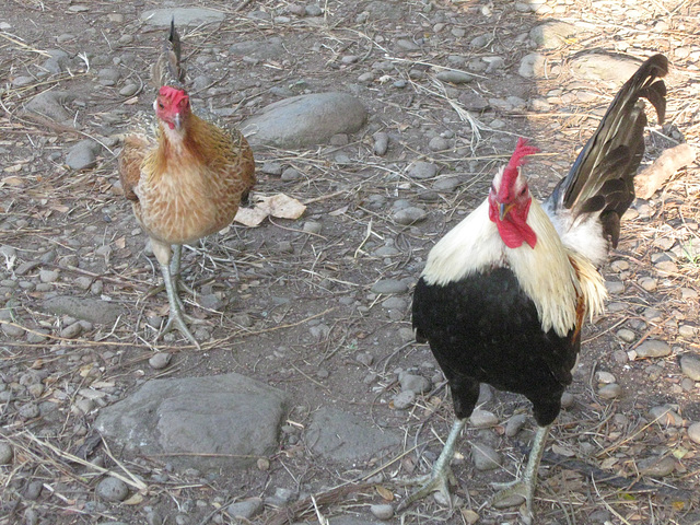 Feral Poultry