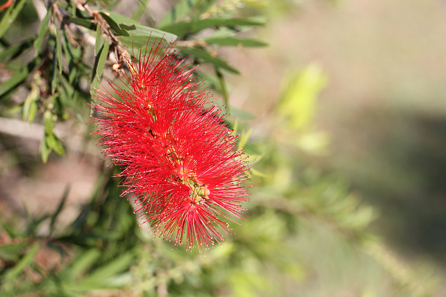 Scarlet Callistemon