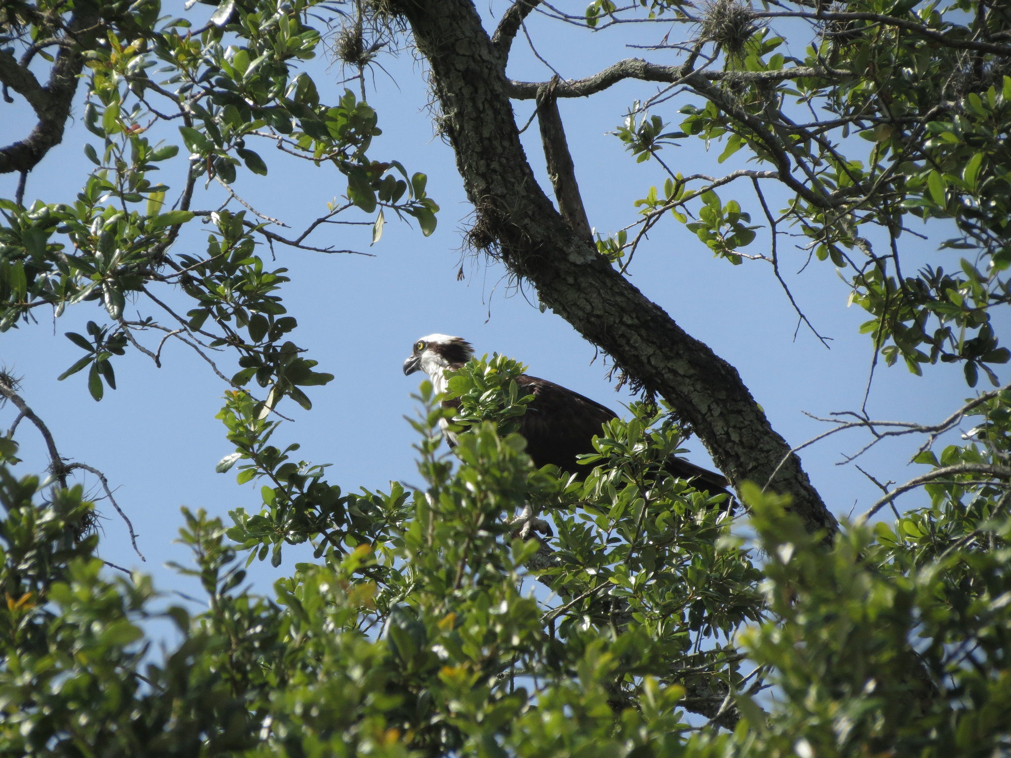 Juvenile Osprey .. 14June2013 - what a difference in 10days~