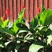 Red Barn and Cannas