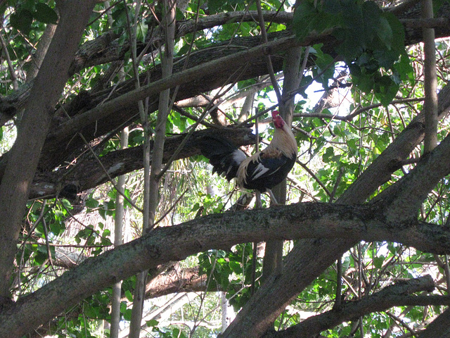Rooster in a Tree