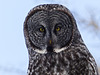 Close encounter of the owl kind