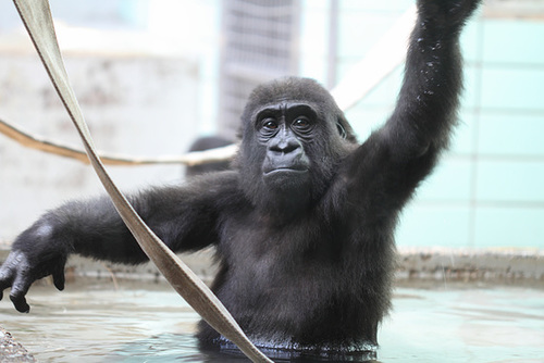 Mawenzi in der Badewanne (Wilhelma)