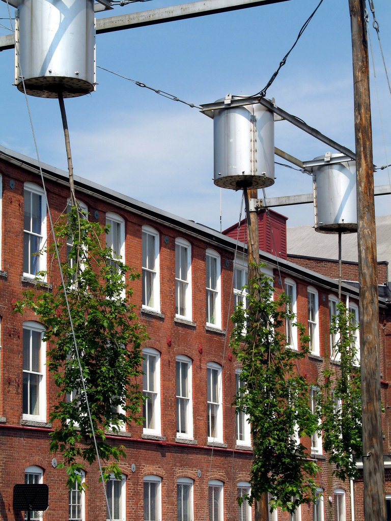 Trees in Cans